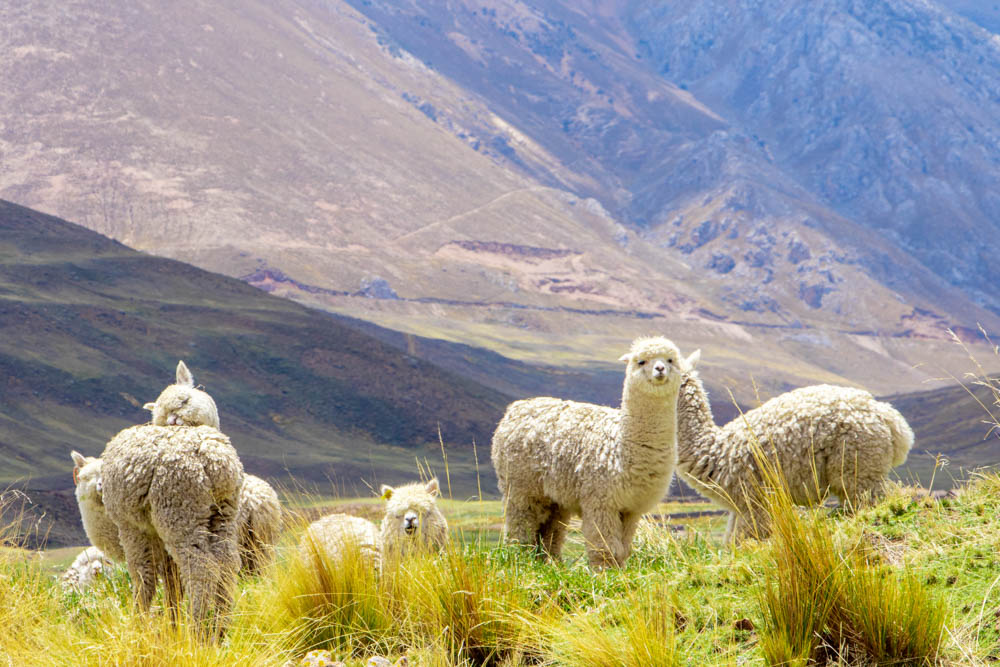 Alpacas