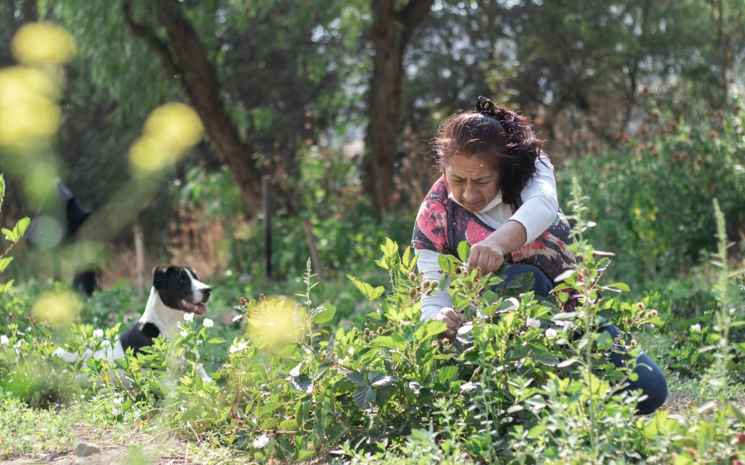 Ayacucho Berries, primera empresa ayacuchana que apuesta por la producción de berries en la ciudad