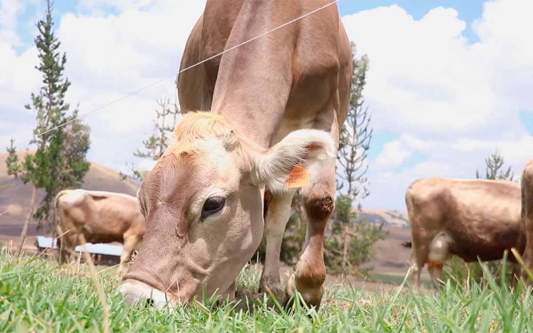 Montefino: El mejor queso del Perú | Experiencia SOBRESALIENTE