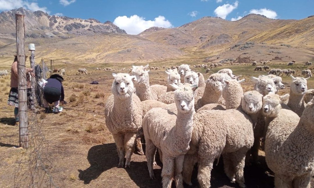 Compra de alpacas para el mejoramiento genético en Ayacucho y Apurímac
