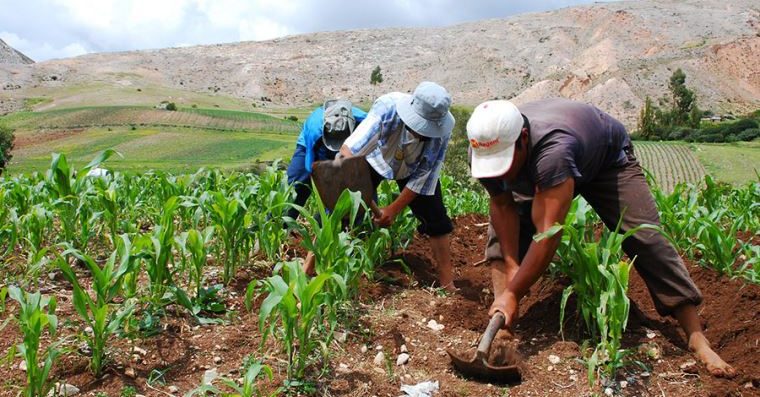 ¡Se logró! Prime Charters International LTD proveerá más de 44 000 toneladas de urea a familias agropecuarias del país
