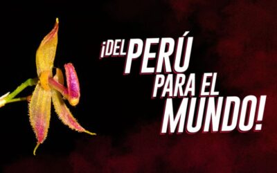 Perú alberga entre 2600 a 3000 especies de orquídeas