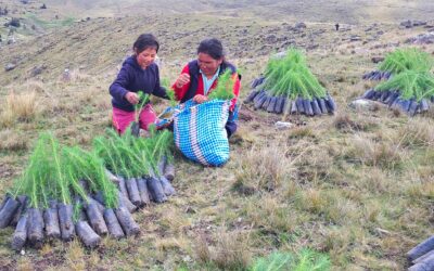 Reforestación con propósito en Anchonga: más de 465 mil plantones producidos en mayo