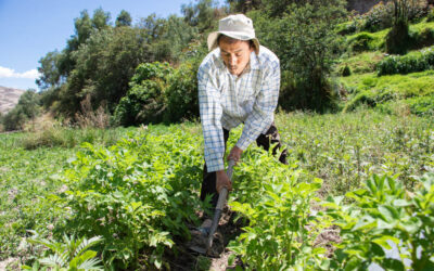 LEY DE PERFECCIONAMIENTO DE LA ASOCIATIVIDAD DE LOS PRODUCTORES AGRARIOS EN COOPERATIVAS AGRARIAS – LEY Nº 31335