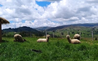 Montefino: Una propuesta agroturística para toda la familia