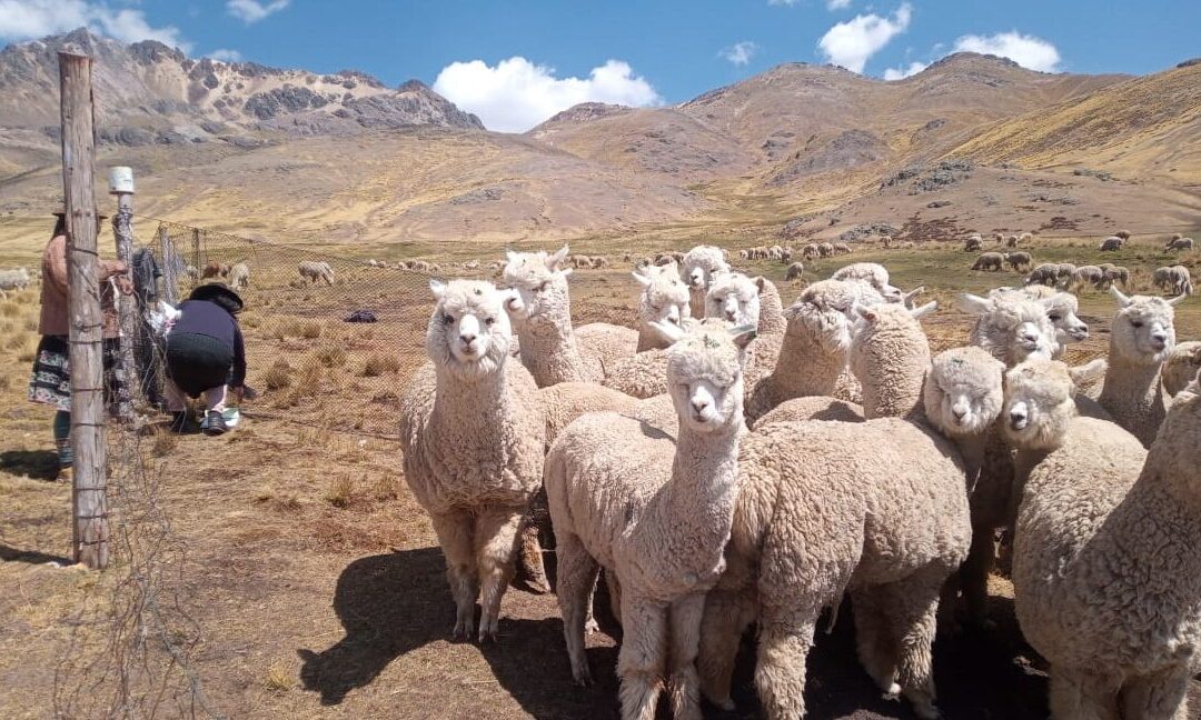 Compra de alpacas para el mejoramiento genético en Ayacucho y Apurímac