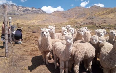 Compra de alpacas para el mejoramiento genético en Ayacucho y Apurímac