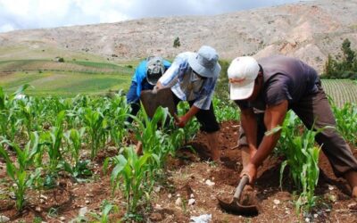 ¡Se logró! Prime Charters International LTD proveerá más de 44 000 toneladas de urea a familias agropecuarias del país