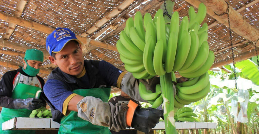 agroperu-informa_productores-platano-banano-organico-peru-2