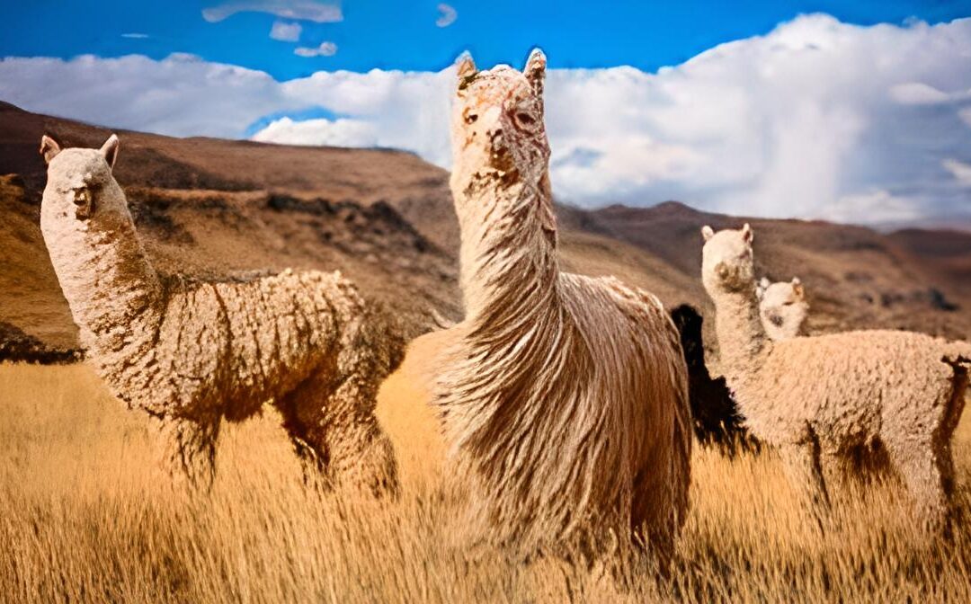Apurímac: Agro Rural fortalece destrezas de productoras para categorizar y clasificar fibra de alpaca